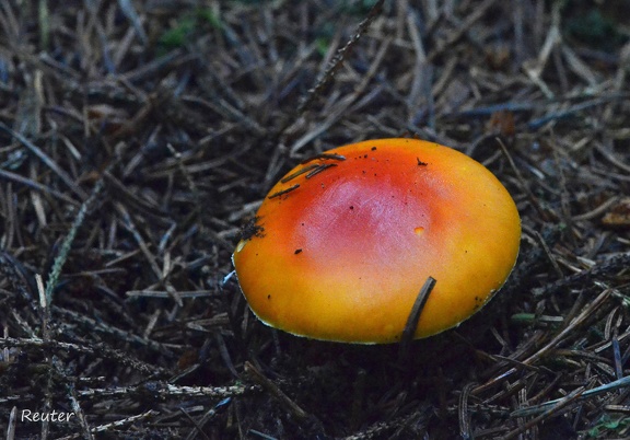 Fliegenpilz (Amanita muscaria var. aureola)